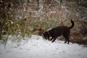 Kadaversuchhund